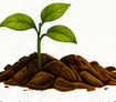 Brote de limonero recién plantado