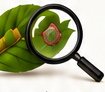 Hoja de limonero examinada con lupa