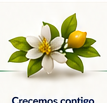 Flor de limonero